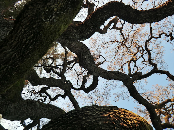 Photograph of - Flowing oak branch detail, Palo Alto, California.