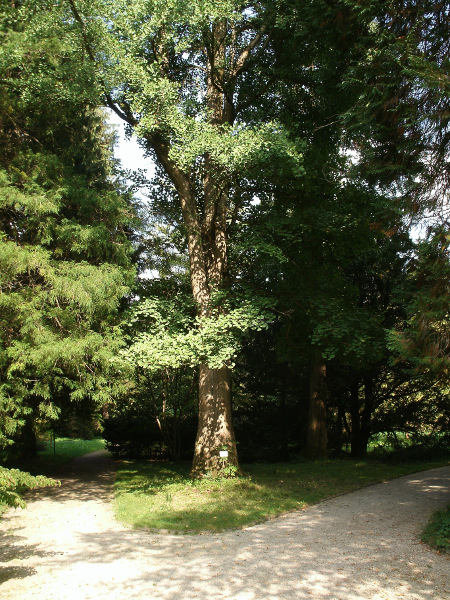 Photograph - Ginkgo Tree, Munich Botanical Garden