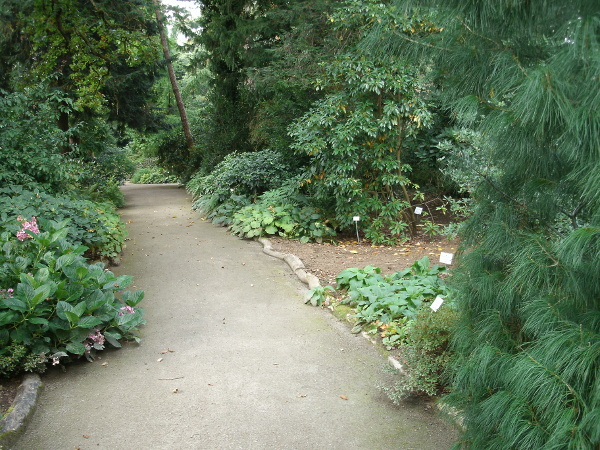 Photograph - Garden pathway, low greenery, Munich
