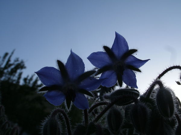 Photograph of - Mediterranean borage grows easily in the Niles District of Fremont.