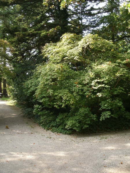 Photograph - Pathway Corner, Munich Botanical Garden