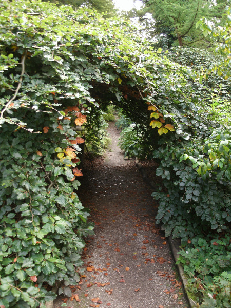 Photograph - Green Tunnel, Munich Botanical Garden